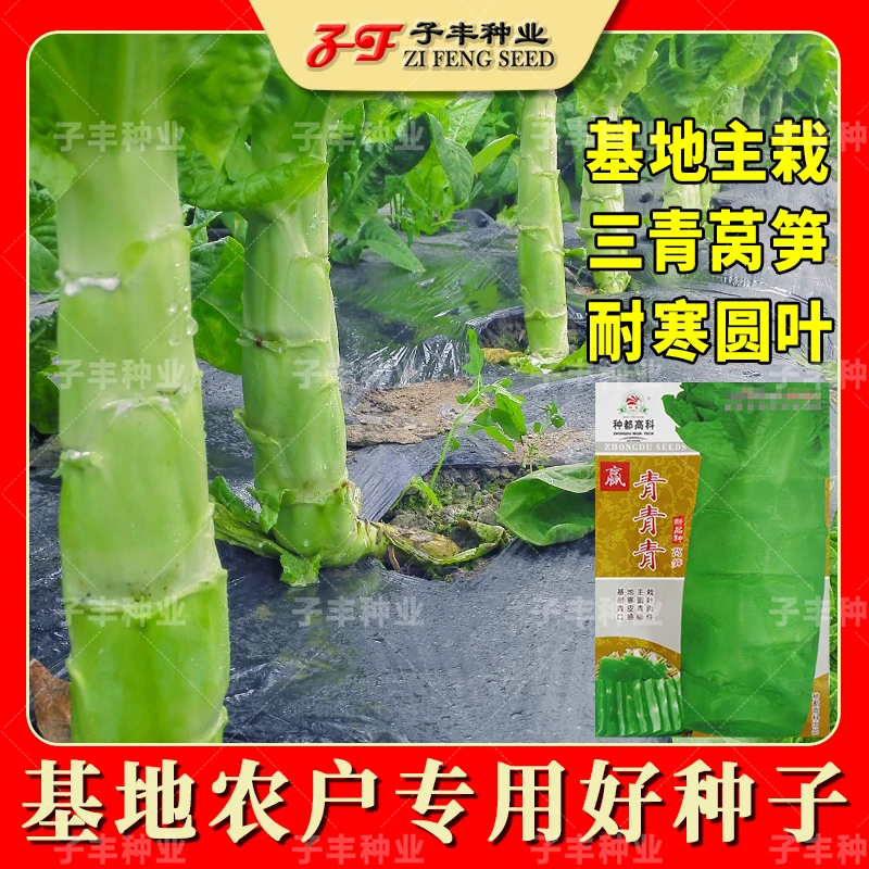 基地主栽春季秋冬耐寒青皮青肉莴笋种子正宗三青圆叶菜笋青笋种籽