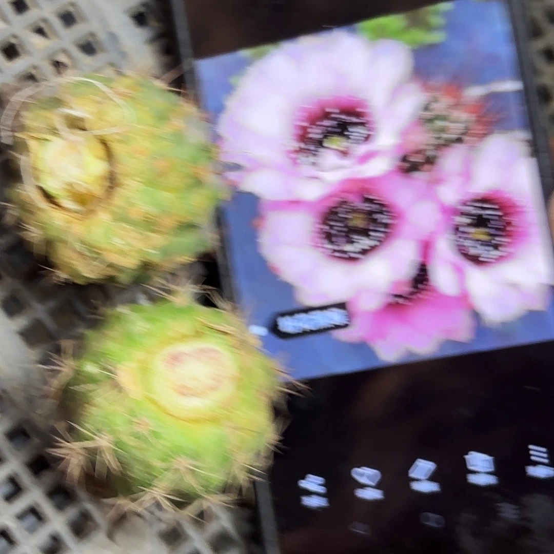 粉黑喉侧牙20包邮26