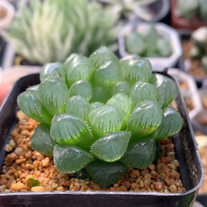 实生玉露，带盆一起