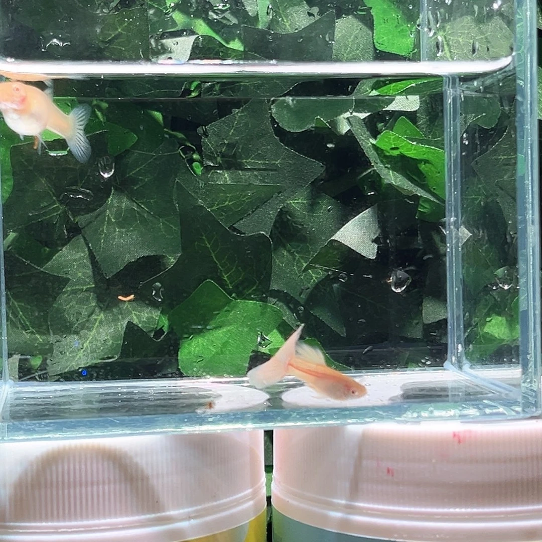 孔雀鱼金粉孔雀鱼1对