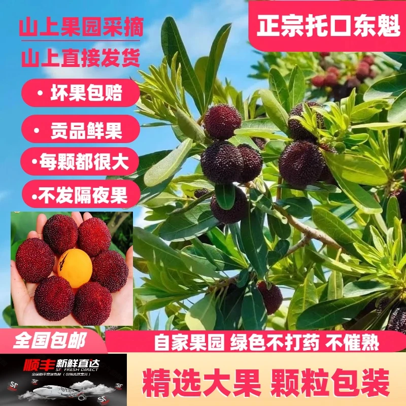顺丰（11A+级东魁）鲜果新鲜现摘孕妇水果特甜湖南托口东魁杨梅空运