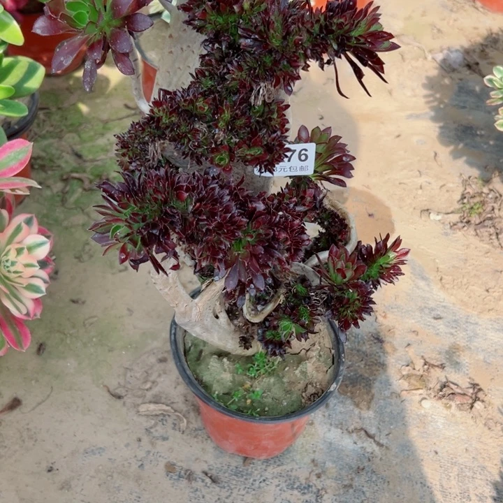 扯****淡76黑缀多肉植物的