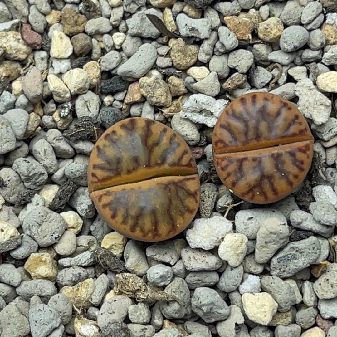 4227线柘榴两颗。