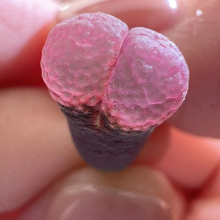 622。c10X贝瑞。高低床福利。 2年冰葡萄