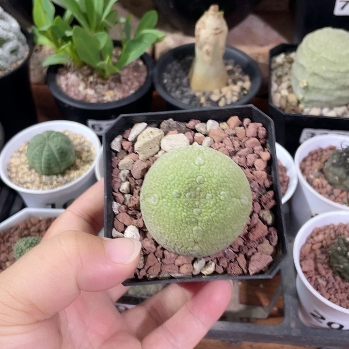 糯***?145大凝提玉仙人球