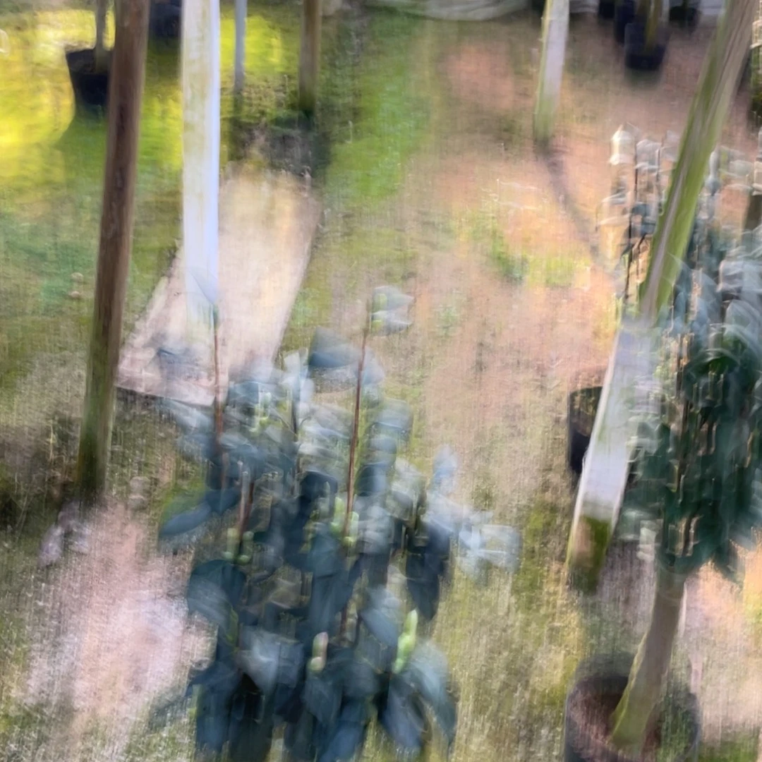 完全开放唐锦茶花