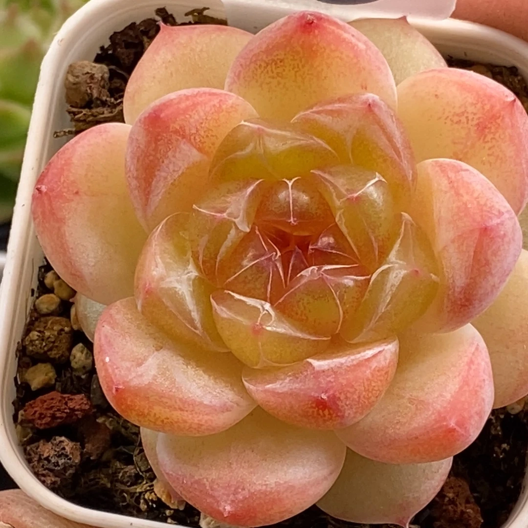 可以拍限量6颗哦……