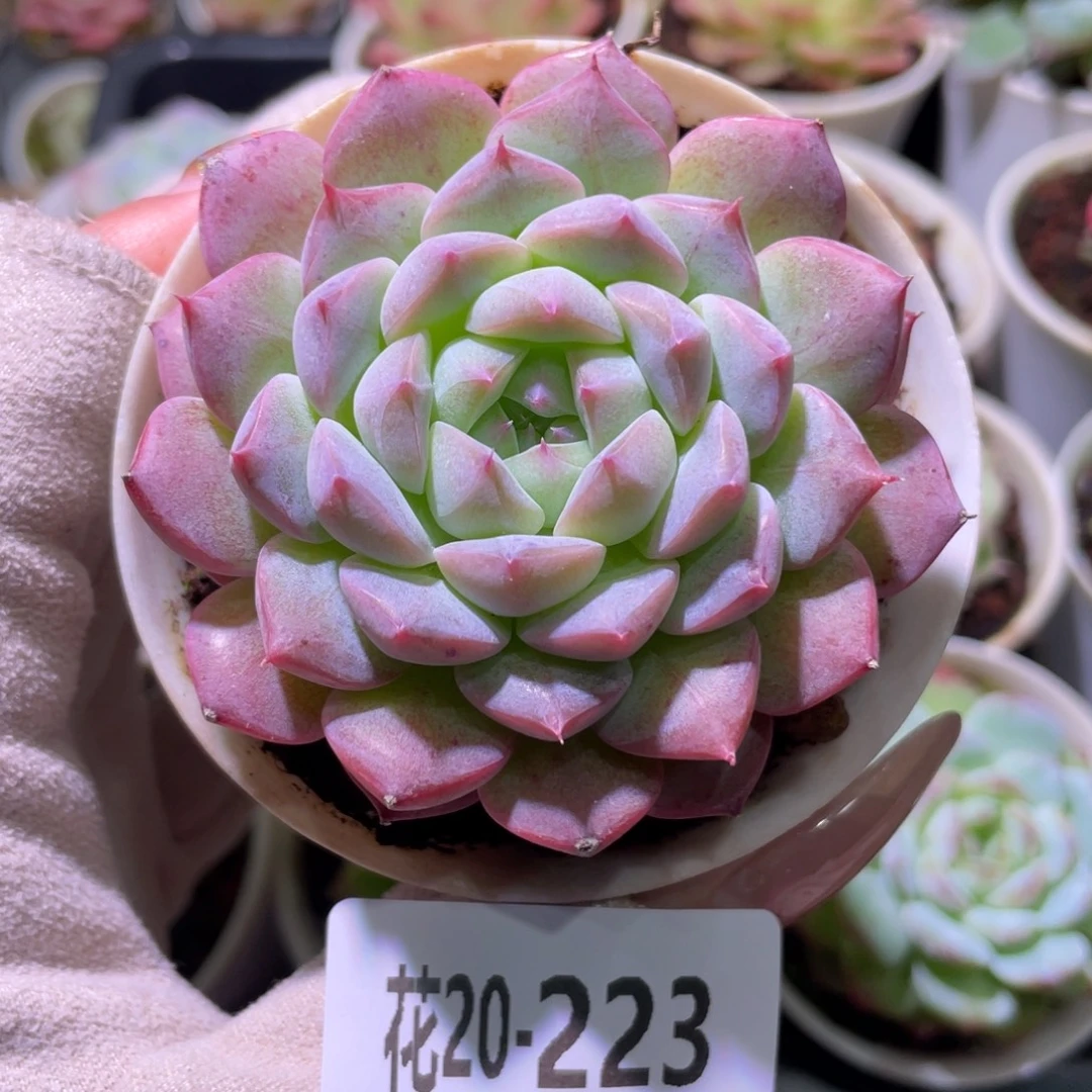 花利美20-223白桃汽水