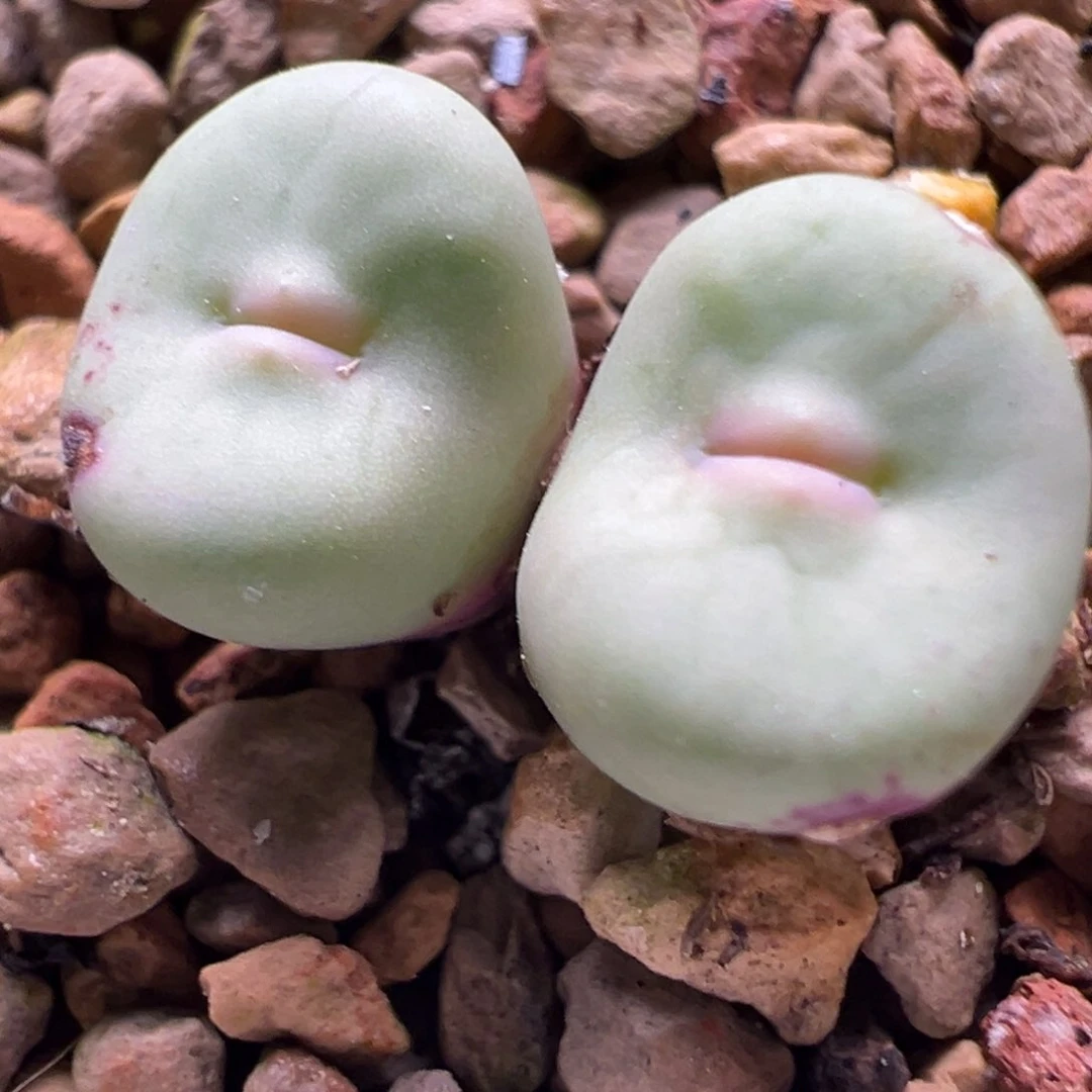 嘟嘟嘴母本一物一拍