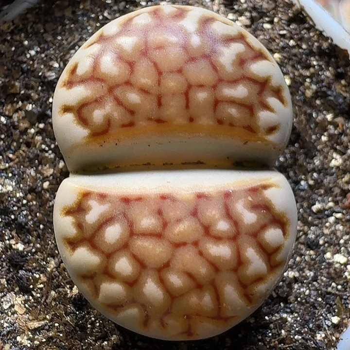 生石花111221。   89