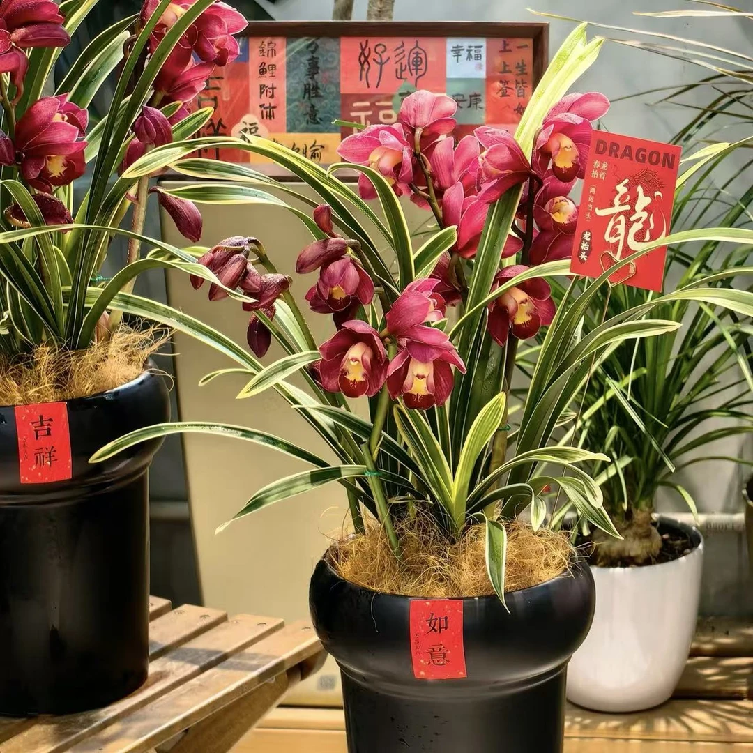 【特级金边大红袍】年宵花 兰花蕙兰绿植盆栽花卉阳台客装饰摆放