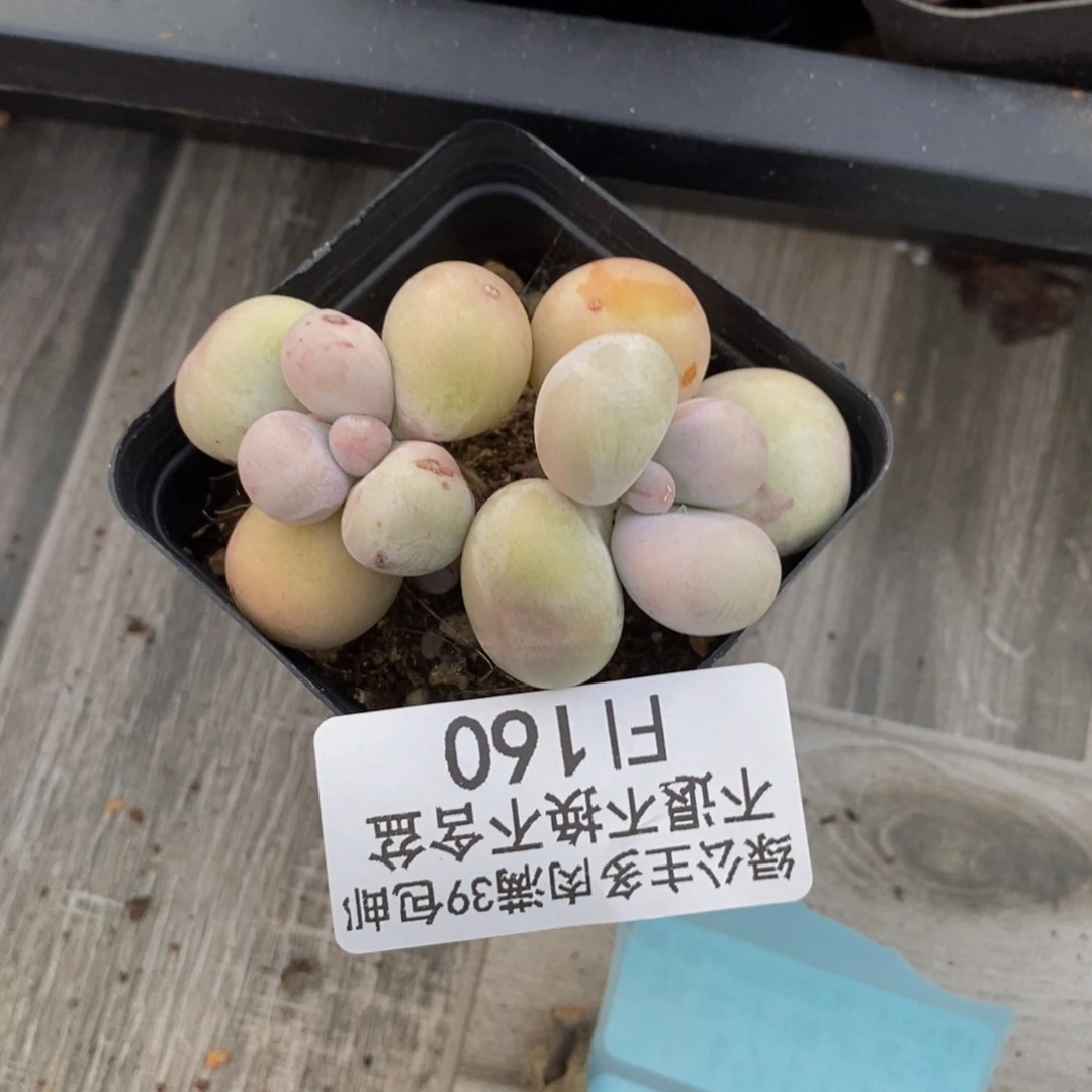 160橙奶多肉肉3c m