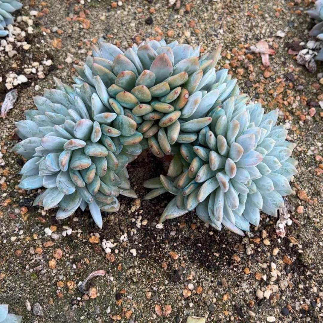 18号多肉多肉多肉多肉