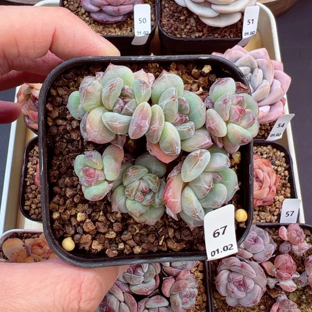 好好看67、哈哈哈哈