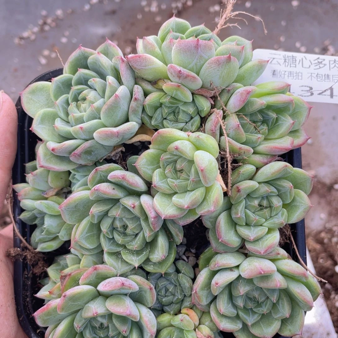 云糖心多肉植物434