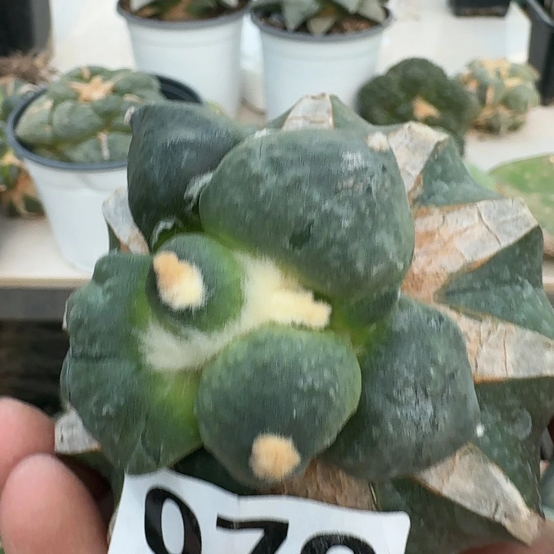 【闪购商品】无花朵小*达摩丸尤079