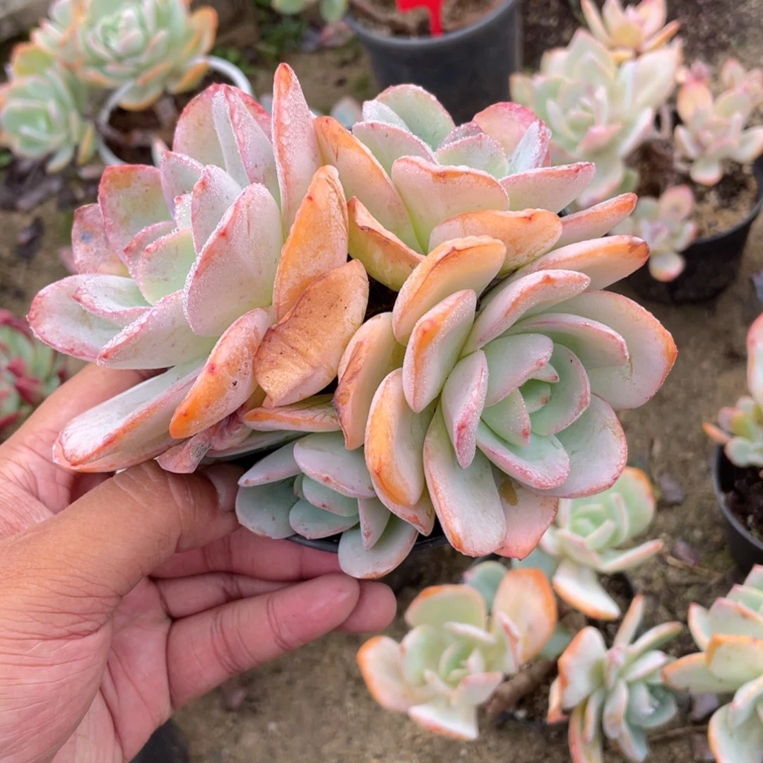 3014  布鲁兰  六月六