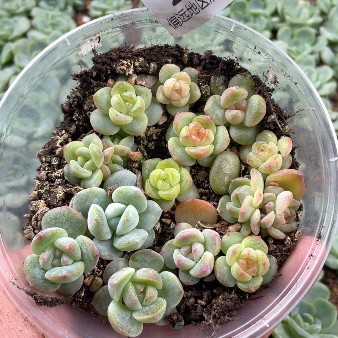 优选珍妮混一物一拍235