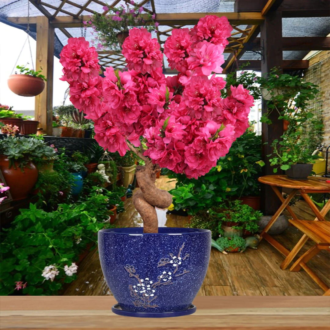 中华寿星梅盆景耐寒老桩造型盆栽带花苞土球发好养活花卉