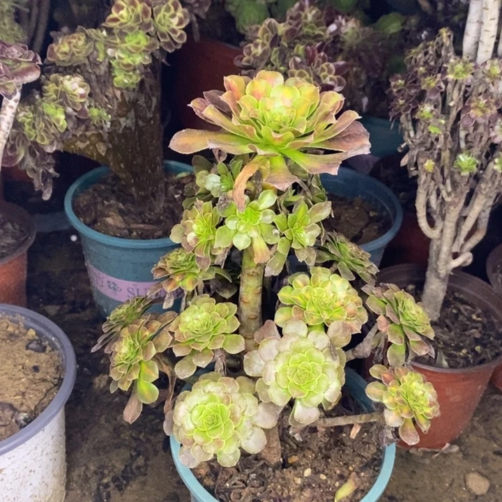 红桐中斑多肉植物059