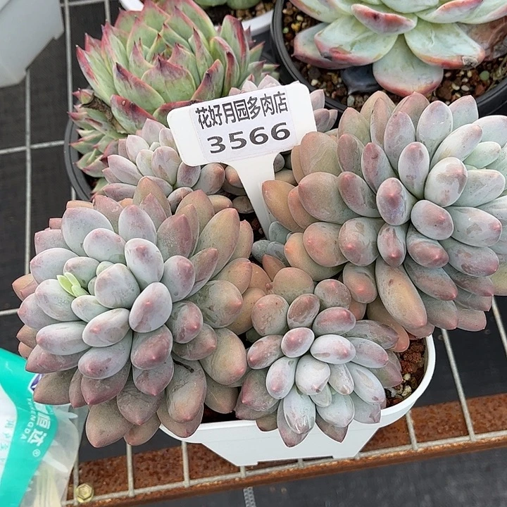 离***城多肉植物3566…………..