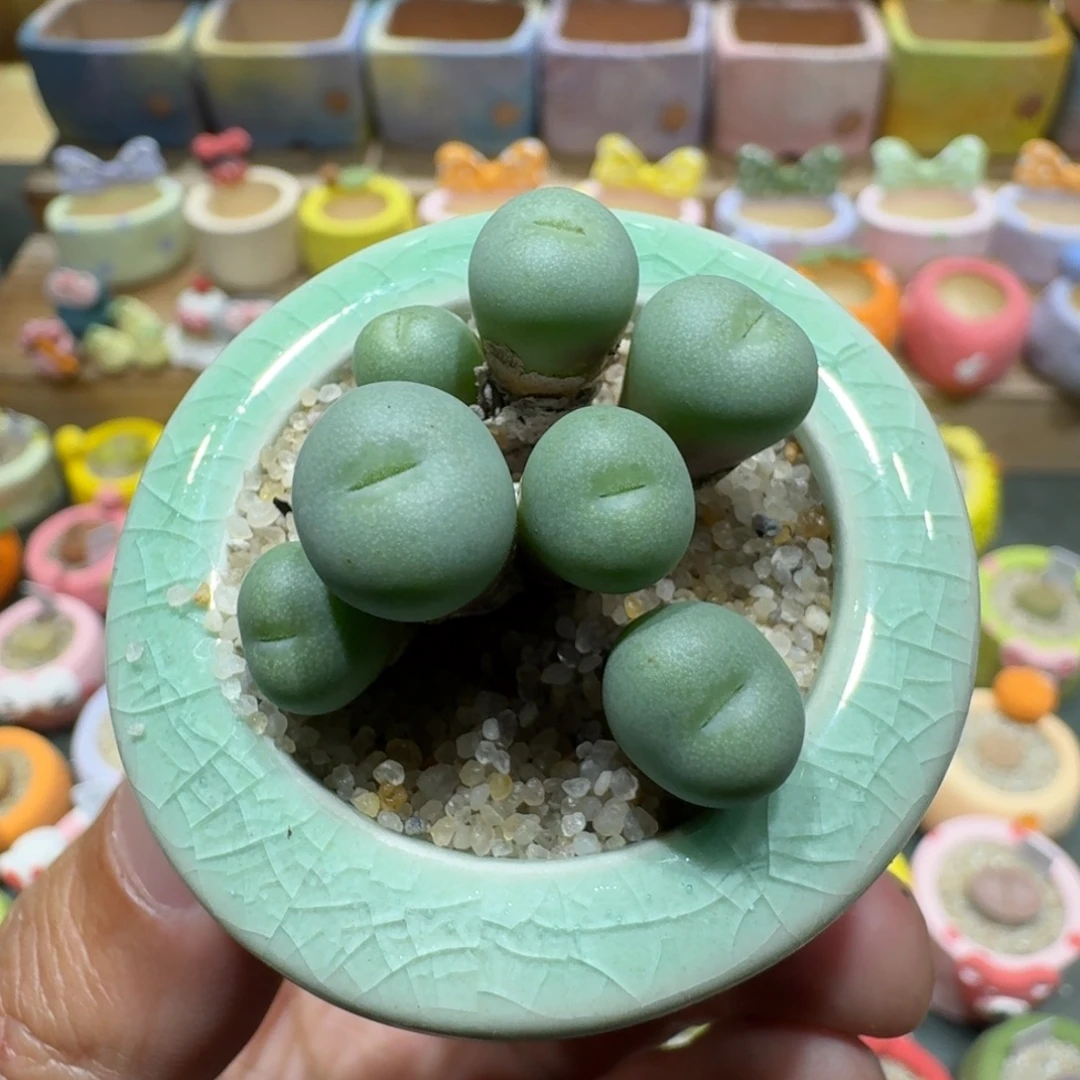 蘑菇1114肉锥群多肉植物
