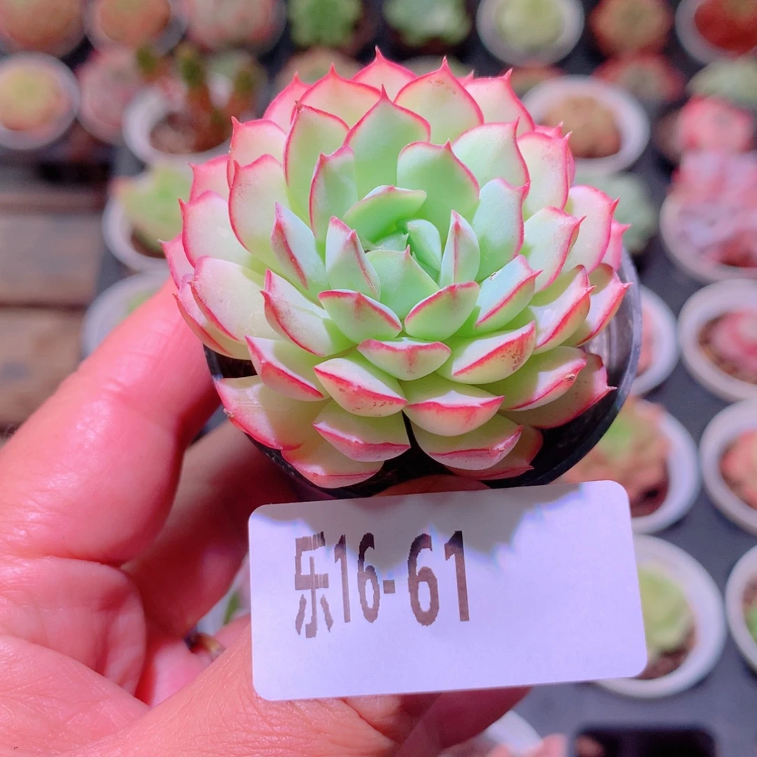 乐然16-61 桃花雨