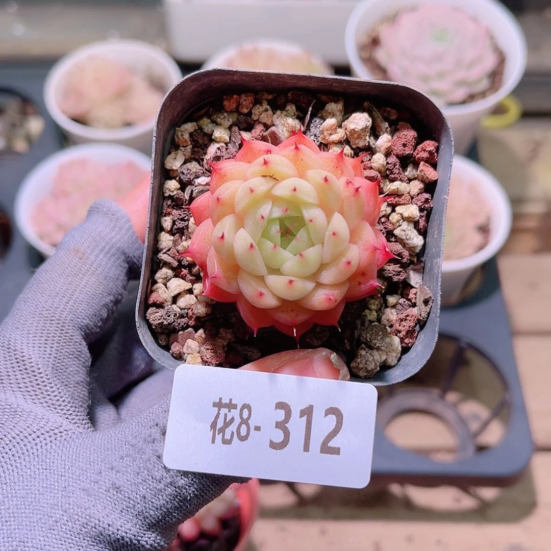 花08-312海王单头