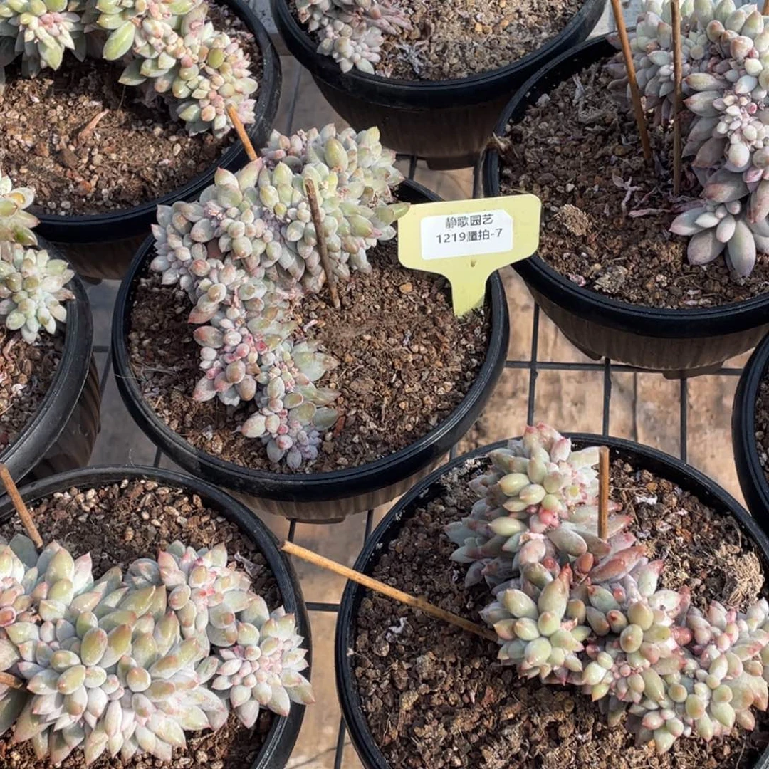 1219-7-树板所罗门缀化一颗