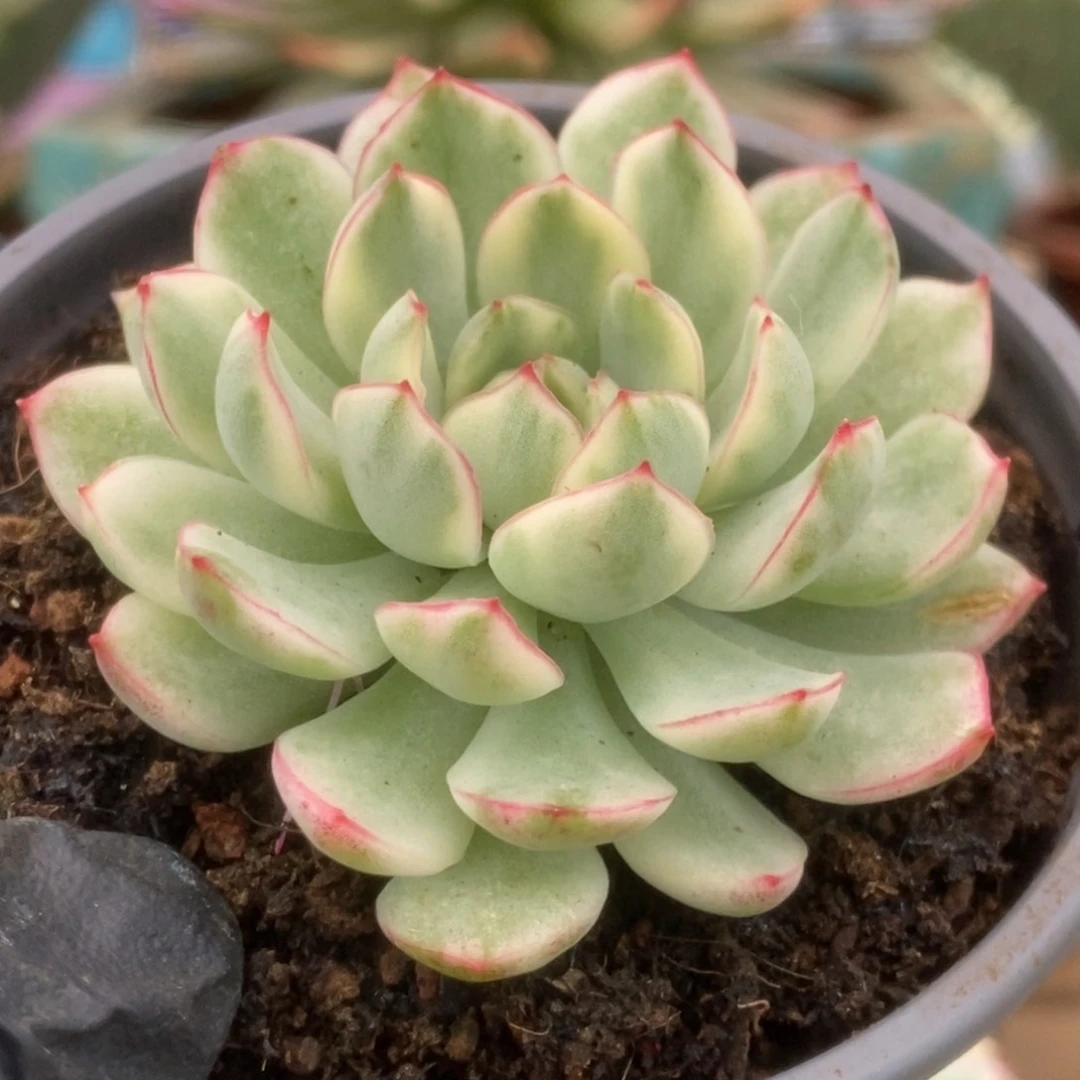 316白覆轮梦幻玫瑰锦