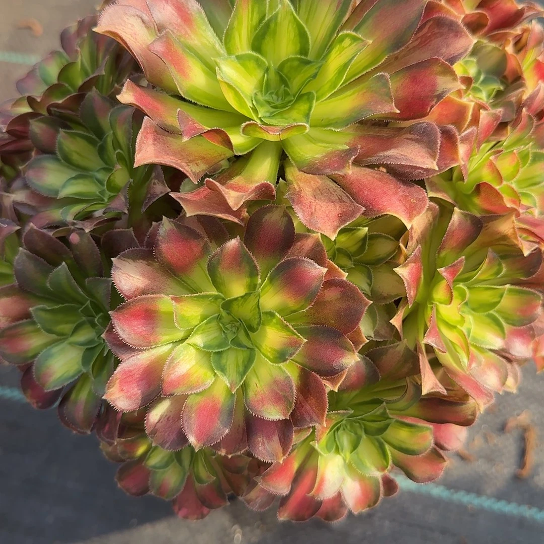 福利价邵华00000000000285