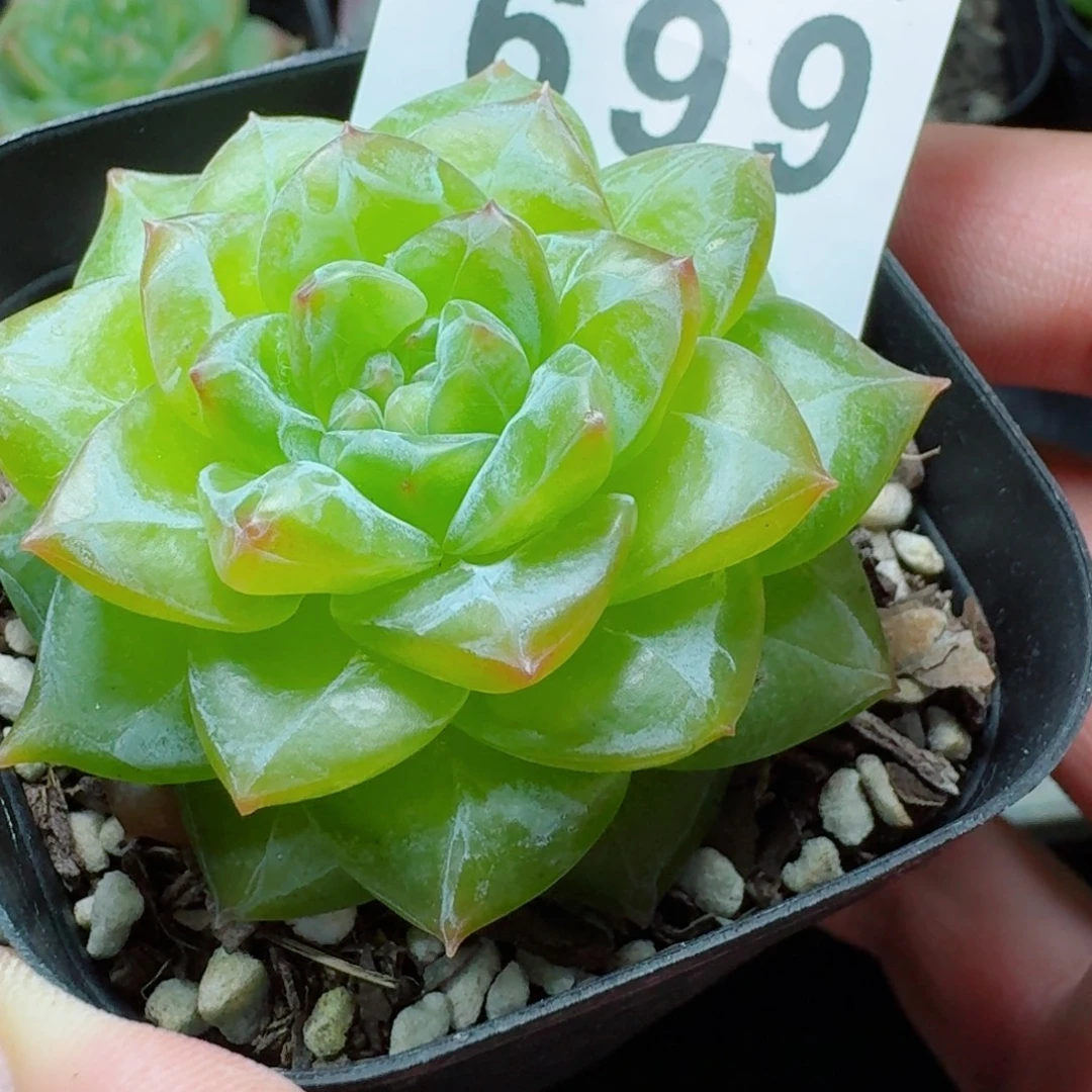 佛洛依德            精美多肉植物