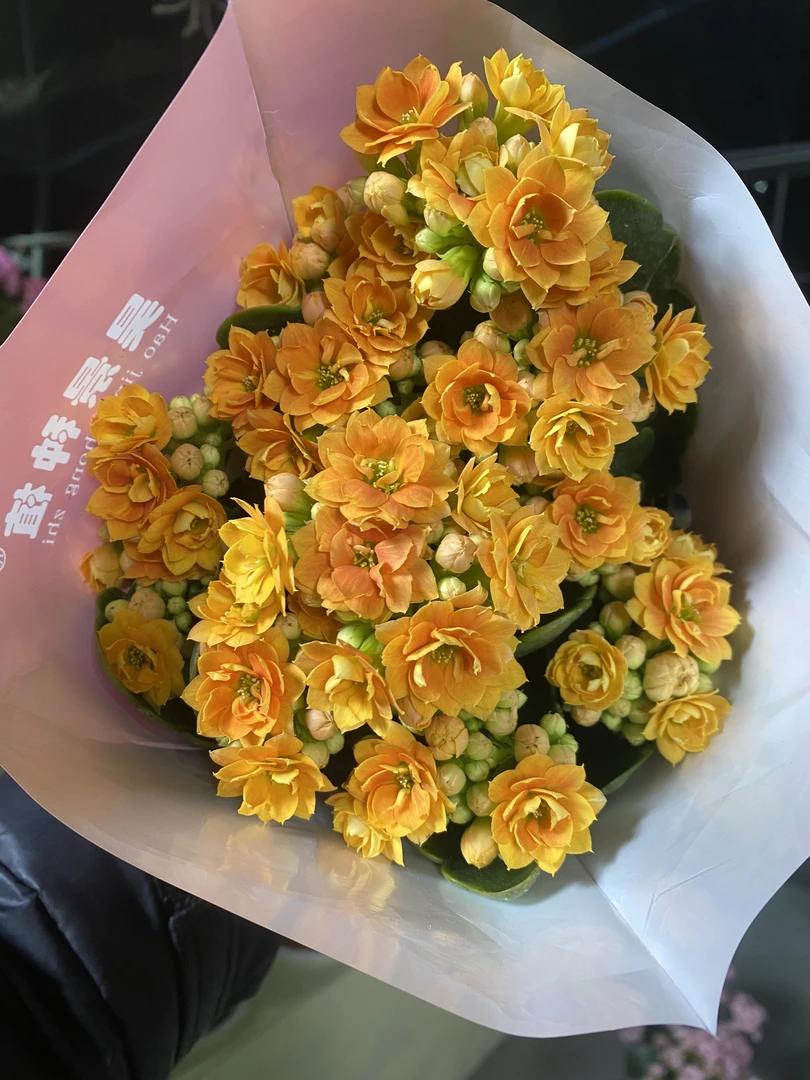 柑橘100盆 北京昊景