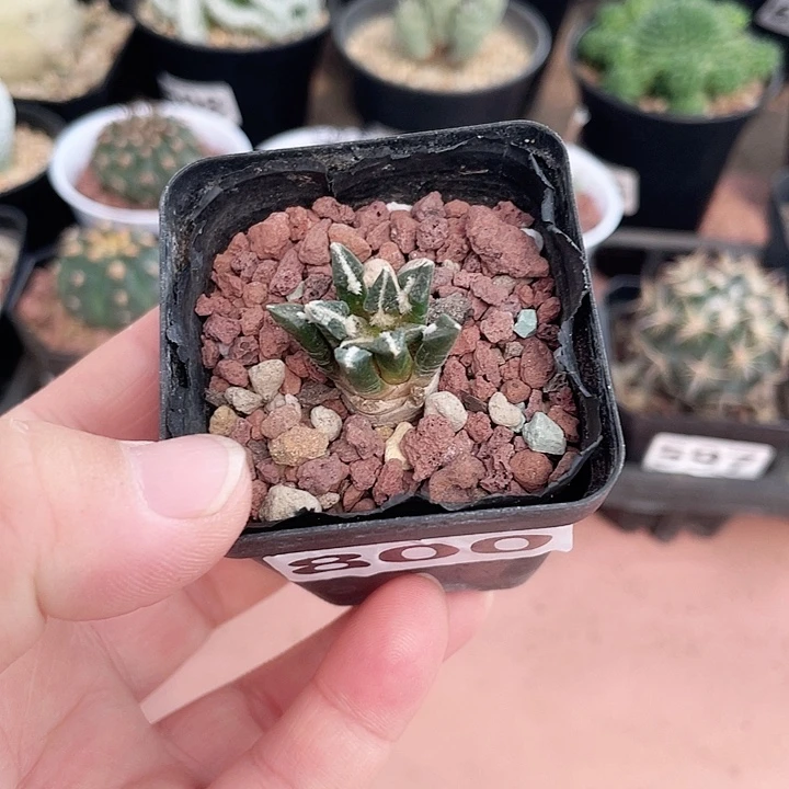 800实生黑牡丹仙人球