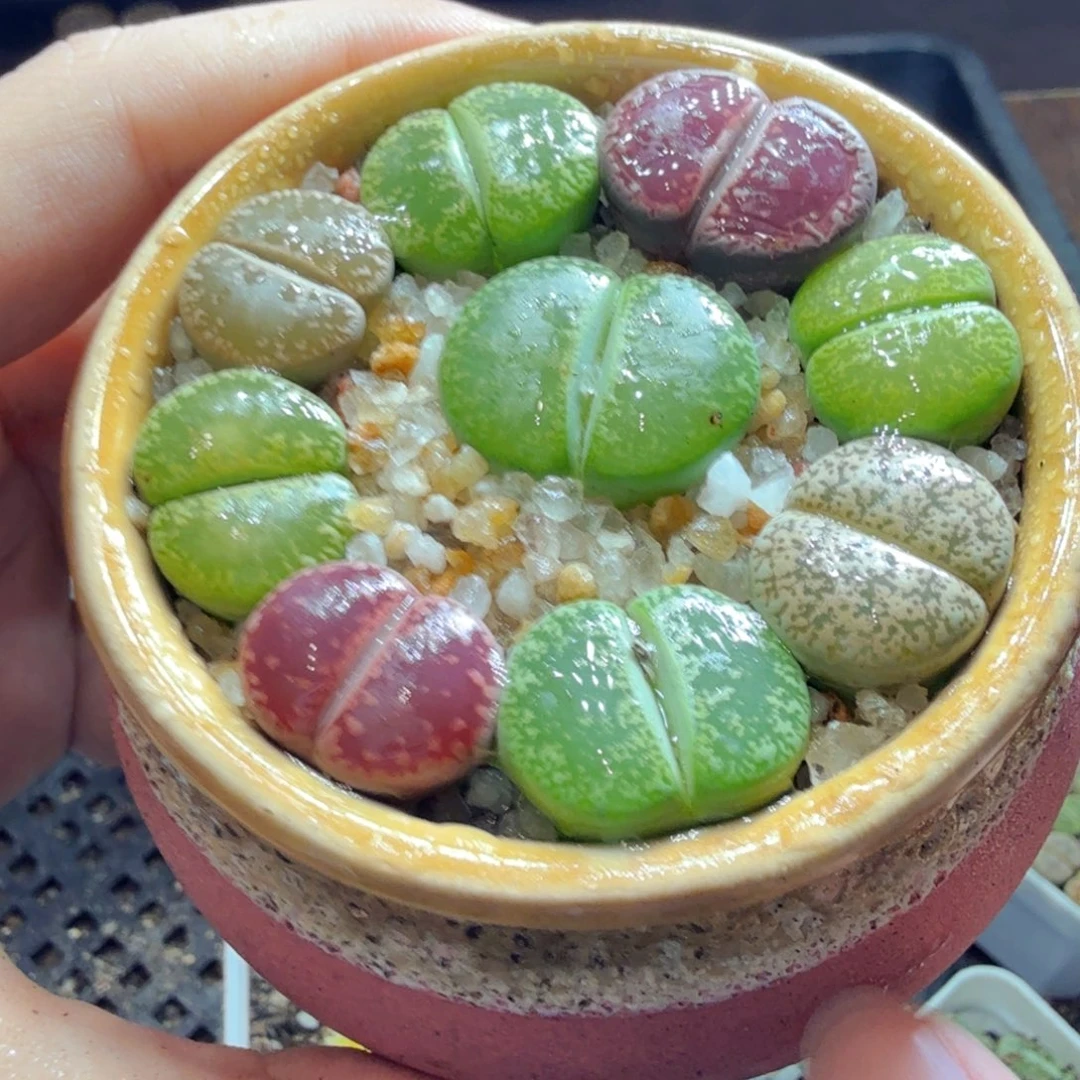 多肉葡萄的味道真的很好178