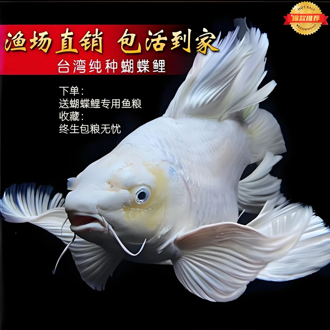 白短球18-20厘米石膏白蝴蝶鲤观赏鱼冷水好养耐活