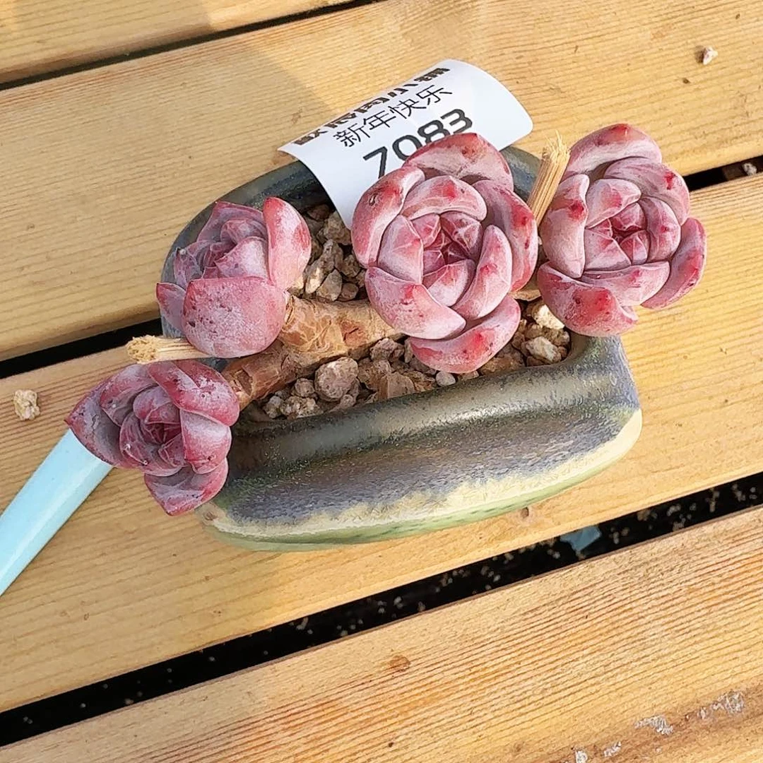 哈****?多肉植物石榴籽老桩7083