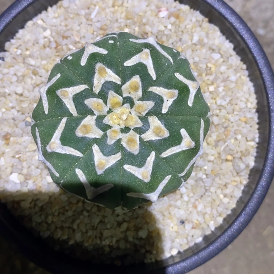 实生V兜特价4.8cm