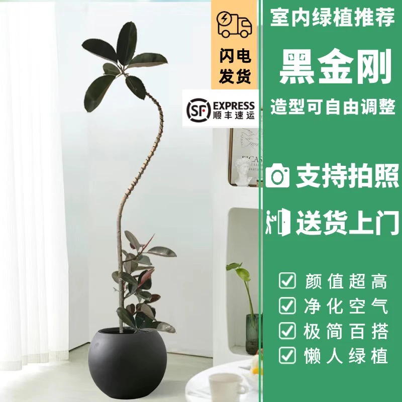 黑金刚橡皮树老桩植物客厅绿植大盆栽乔迁开业办公室盆栽