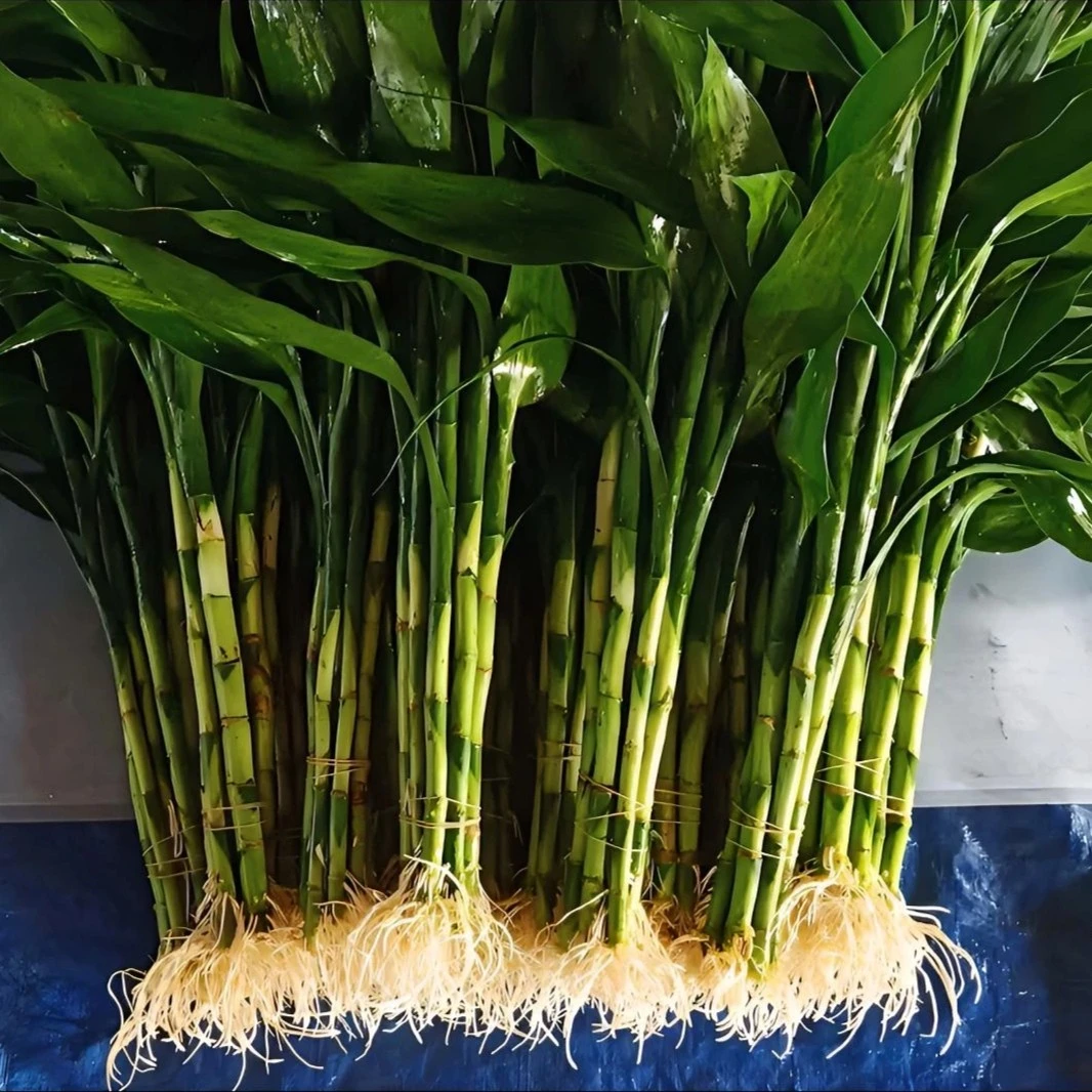 【养死包赔】带根精品富贵竹水培植物水竹水养绿植净化空气耐活