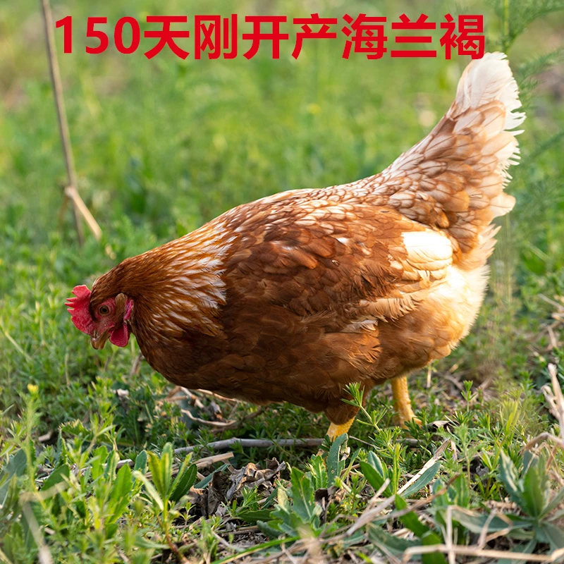 3斤以上海兰褐蛋鸡生态散养老母鸡组合新鲜现杀带内脏