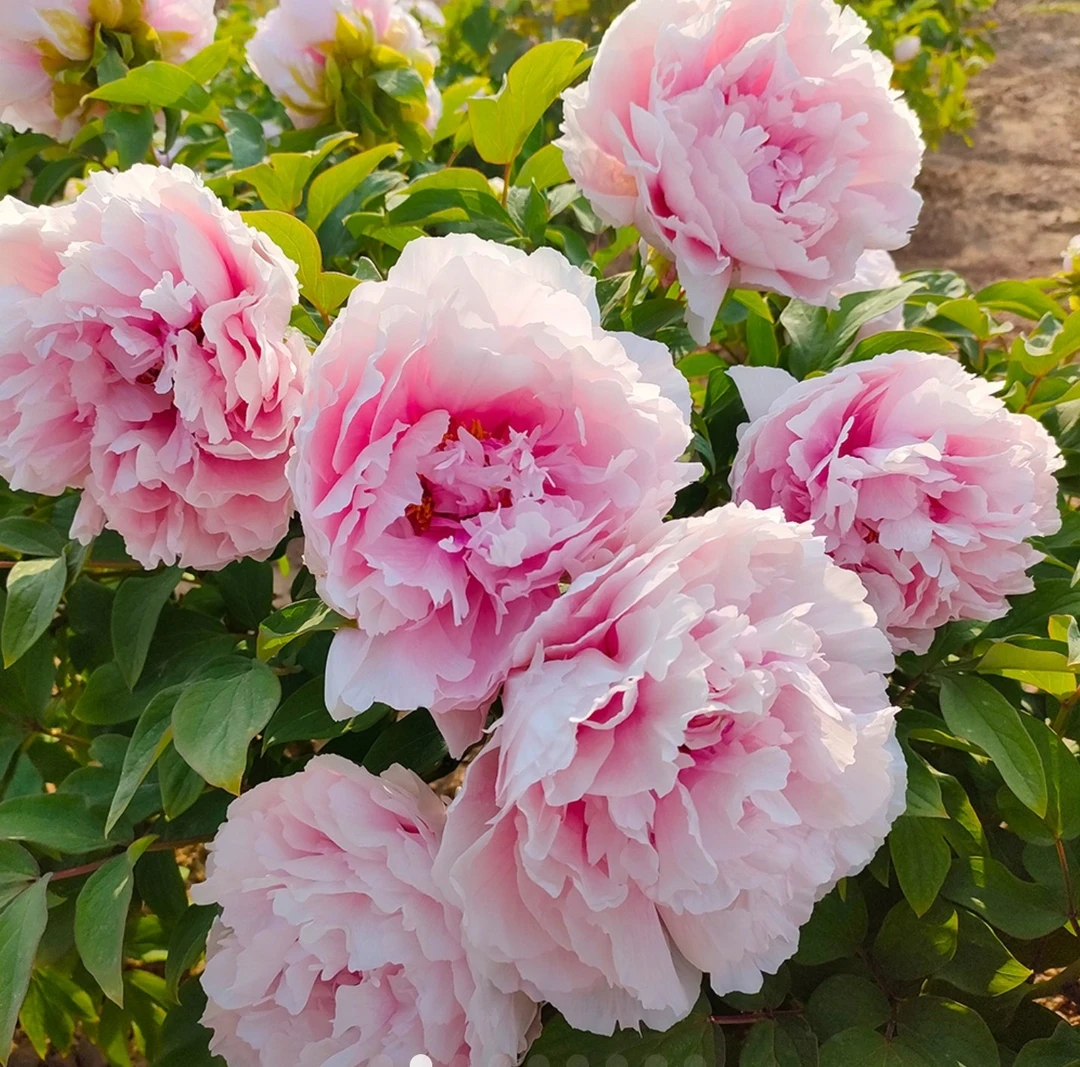 粉牡丹秋季发花苗  重瓣牡丹花苗庭院盆栽耐寒多年生浓香植物