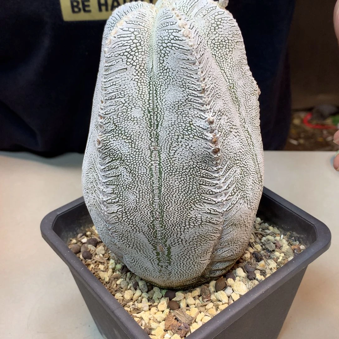 13号 自根 大恩冢10.5公分 高度15公分