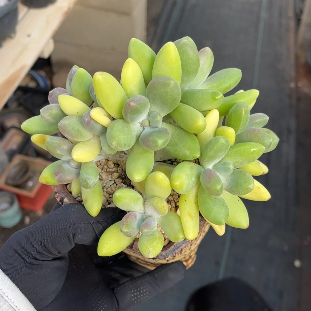 金蟾一物一拍不支持退换