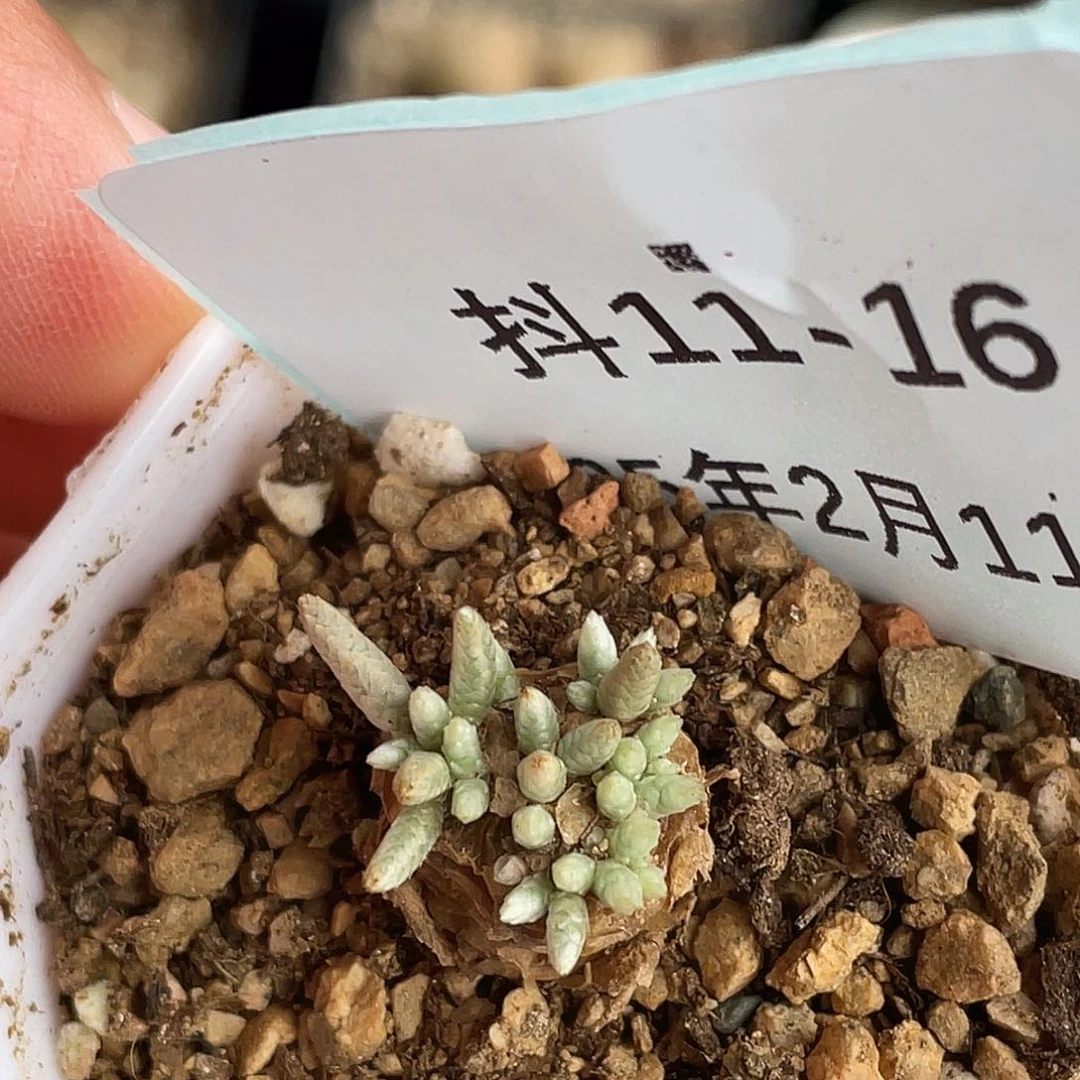 11-16韧锦多肉植物