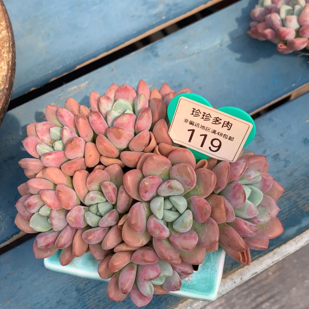 考***豆花瓣露老桩无砍平头119