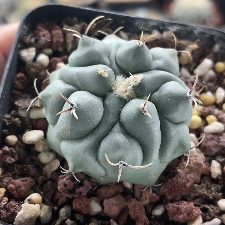 眠狮子实生仙人球