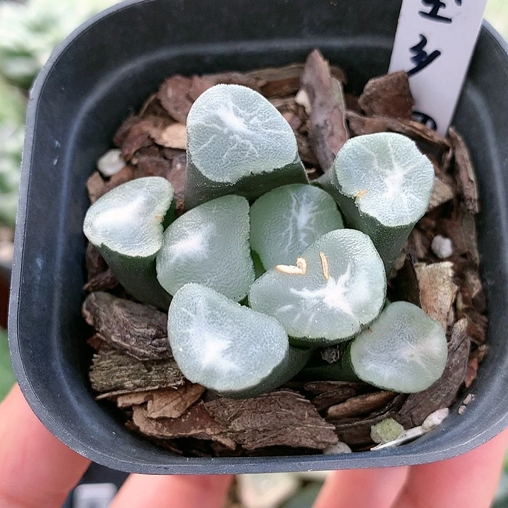 望乡万象一物一拍