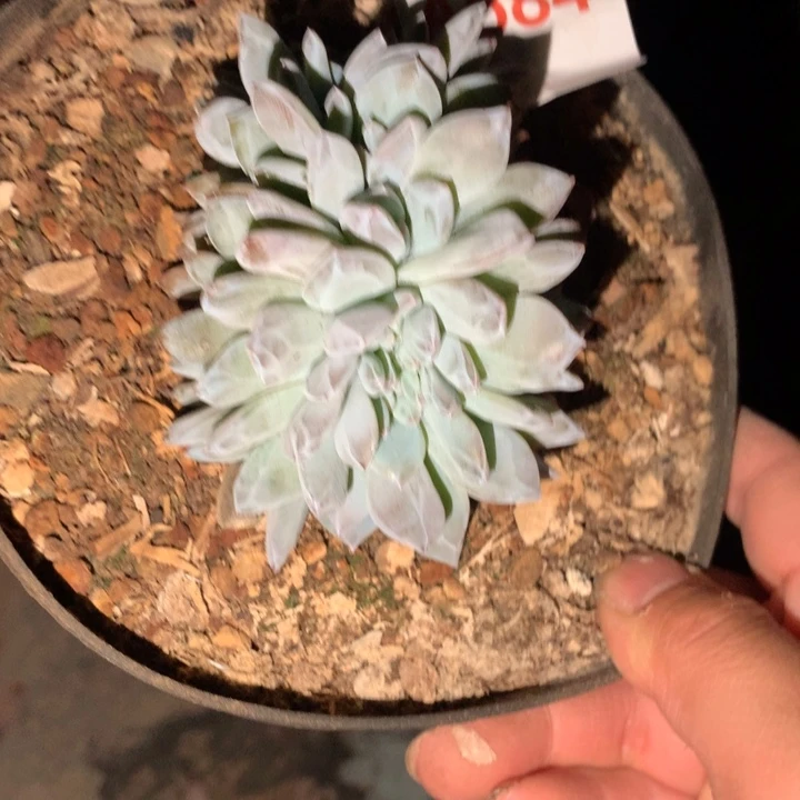 684 满28包邮脱土发货