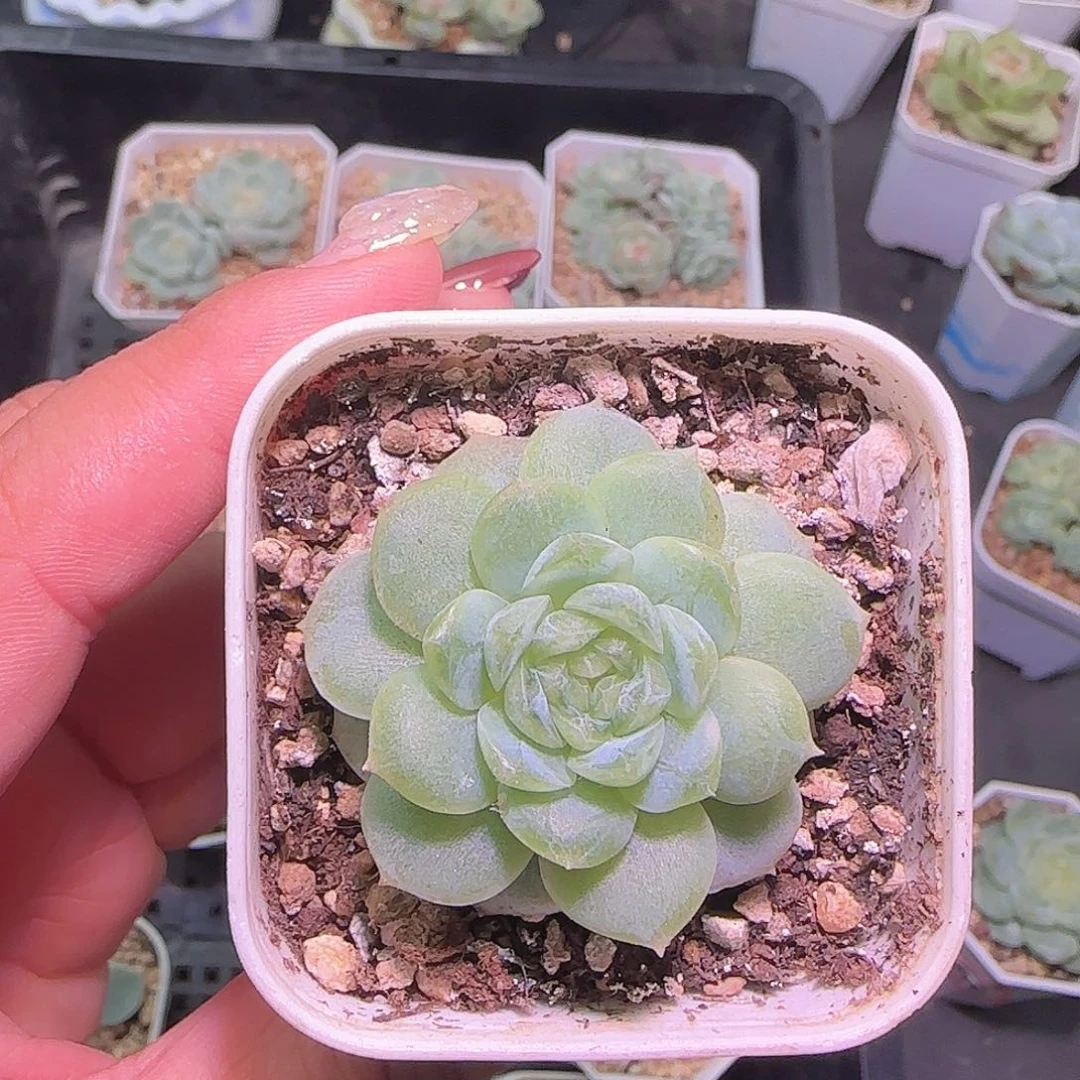 任姐姐白冰多肉福利